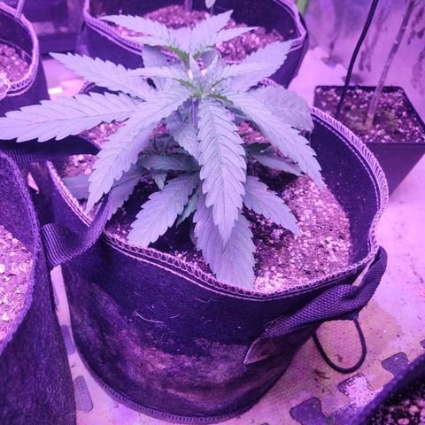 Grandmommy purple growlog timeline photo
