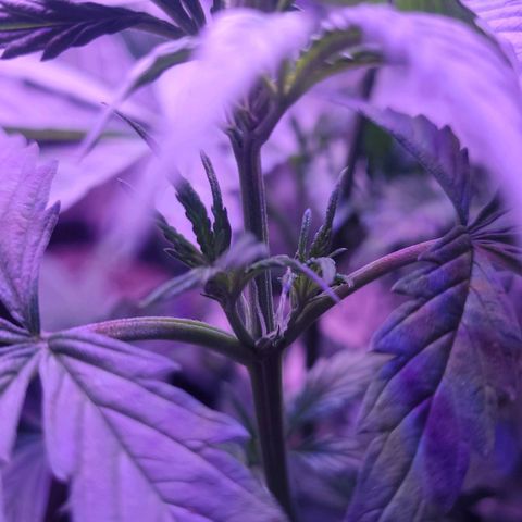 Gorilla glue auto growlog timeline photo