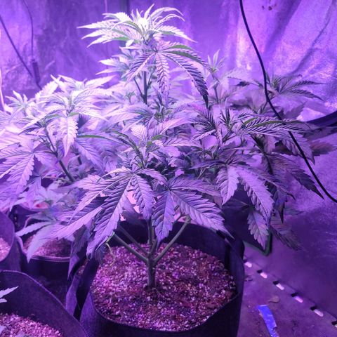 Gorilla glue auto growlog timeline photo