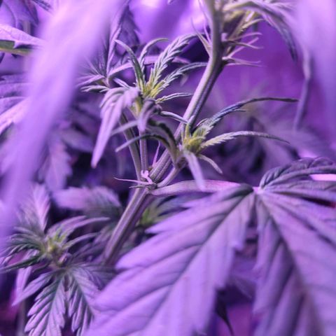 Gorilla glue auto growlog timeline photo