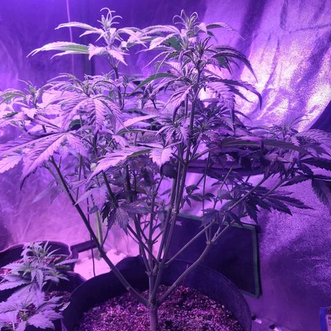 Gorilla glue auto growlog timeline photo