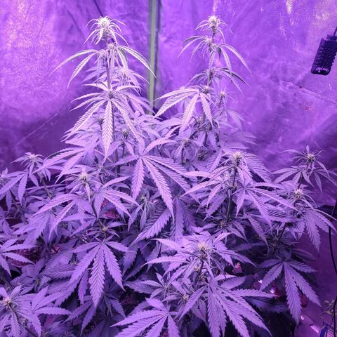 Gorilla glue auto growlog timeline photo