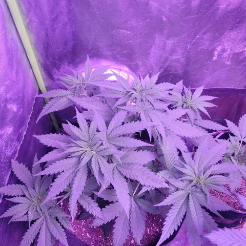 Grandmommy purple growlog photo: #1