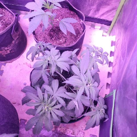 Grandmommy purple growlog photo: #2
