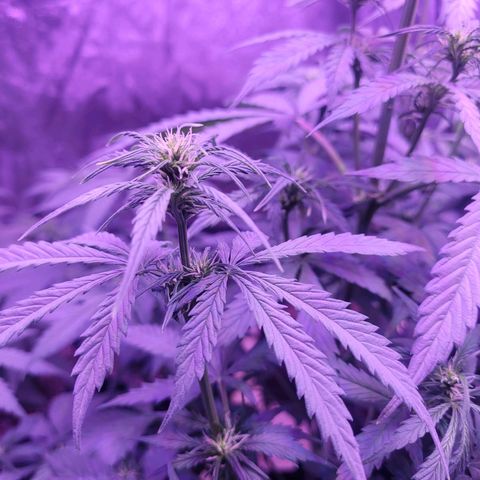 Gorilla glue auto growlog timeline photo