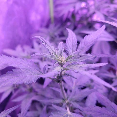 Gorilla punch auto  growlog timeline photo