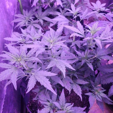 Gorilla punch auto  growlog timeline photo