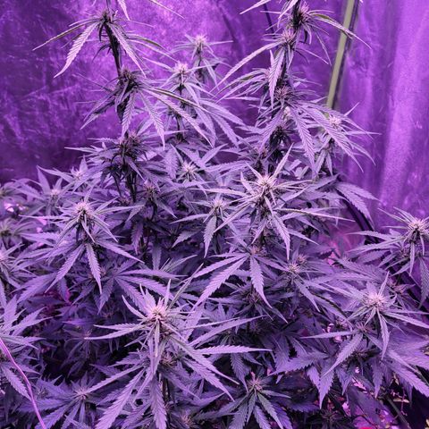 Gorilla glue auto growlog timeline photo