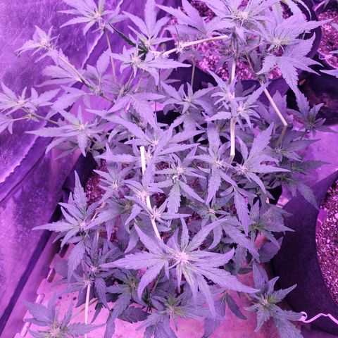 Gorilla punch auto  growlog timeline photo