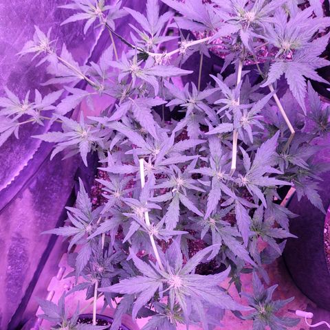 Gorilla punch auto  growlog timeline photo