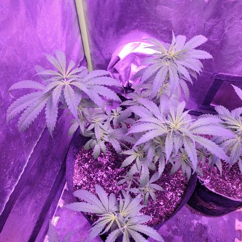 Grandmommy purple growlog photo: #1