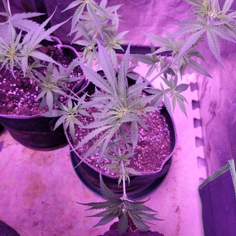Grandmommy purple growlog photo: #2