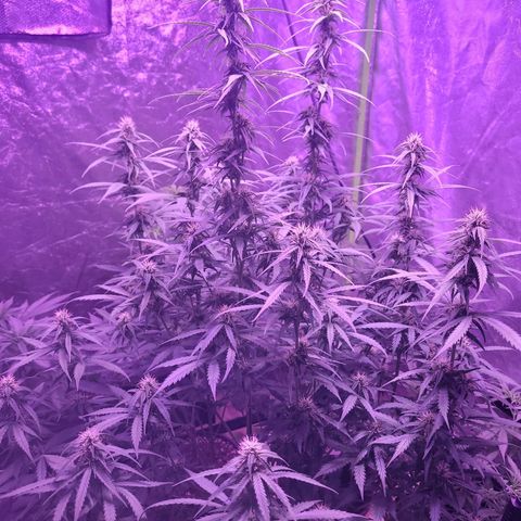 Gorilla glue auto growlog timeline photo