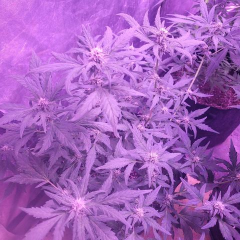 Gorilla punch auto  growlog timeline photo