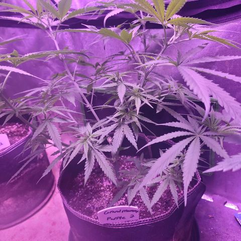 Grandmommy purple growlog timeline photo
