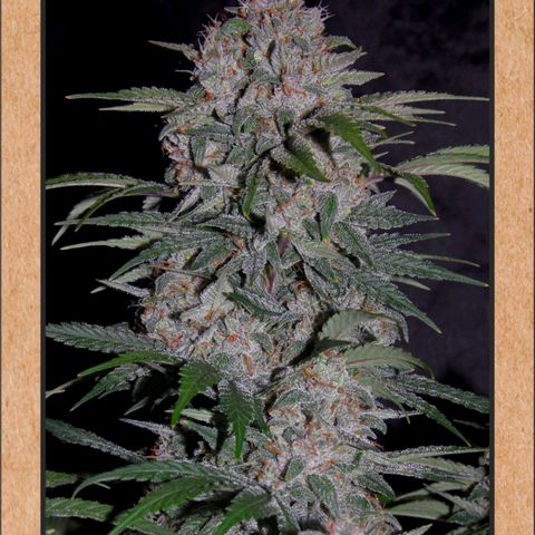 Strawberry Nuggets growlog timeline photo