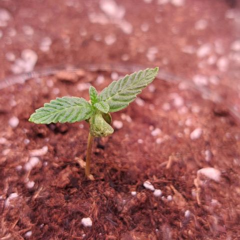 Strawberry Nuggets growlog timeline photo