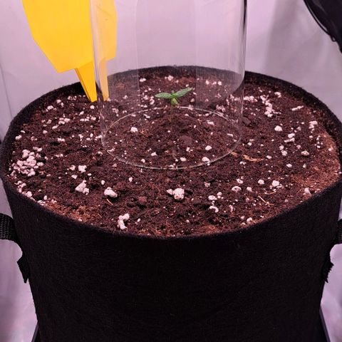 Strawberry Nuggets growlog timeline photo