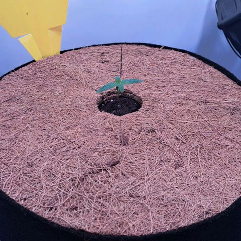 Strawberry Nuggets growlog timeline photo