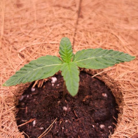 Strawberry Nuggets growlog timeline photo