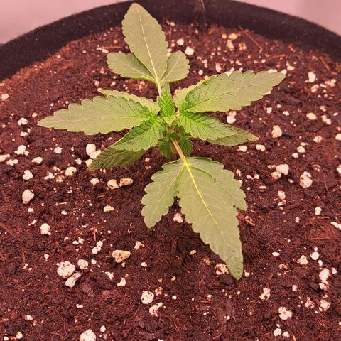 Strawberry Nuggets growlog timeline photo