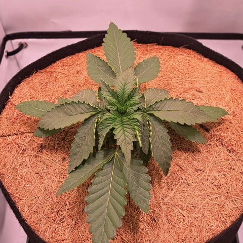 Strawberry Nuggets growlog timeline photo