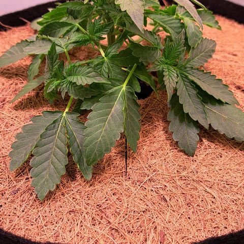 Strawberry Nuggets growlog timeline photo