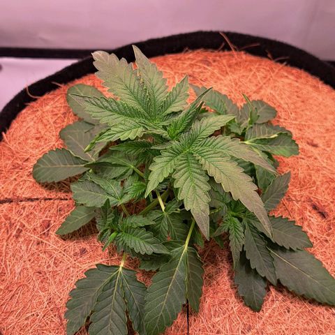 Strawberry Nuggets growlog timeline photo