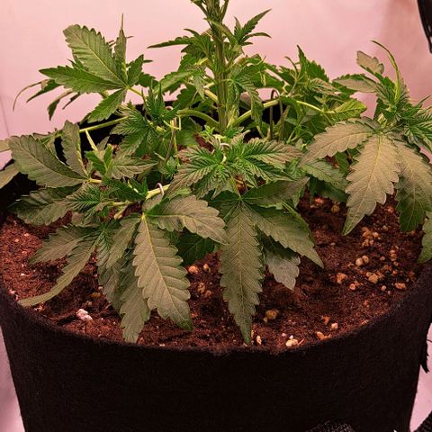 Strawberry Nuggets growlog timeline photo