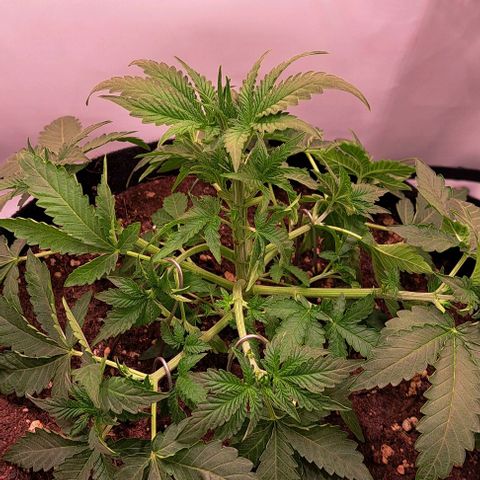 Strawberry Nuggets growlog timeline photo