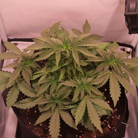 Strawberry Nuggets growlog timeline photo