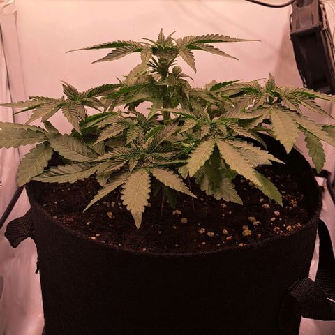 Strawberry Nuggets growlog timeline photo