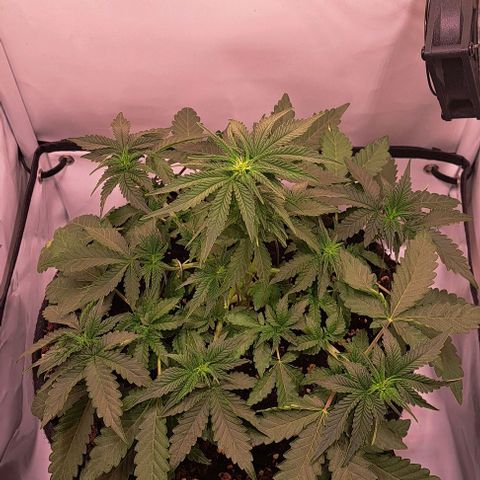 Strawberry Nuggets growlog timeline photo