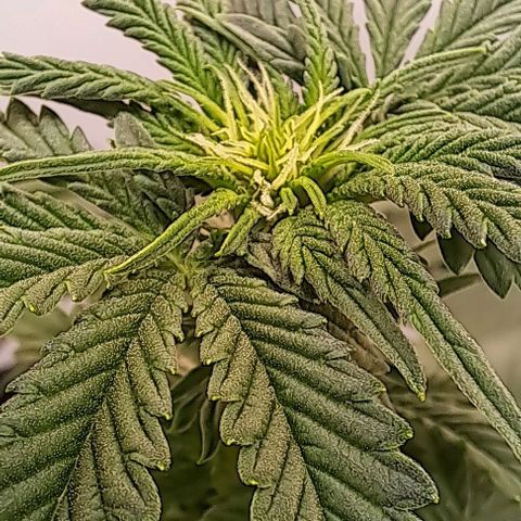 Strawberry Nuggets growlog timeline photo