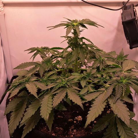 Strawberry Nuggets growlog timeline photo