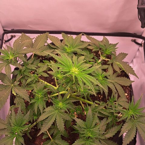Strawberry Nuggets growlog timeline photo