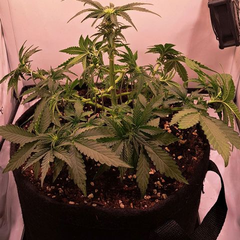 Strawberry Nuggets growlog timeline photo