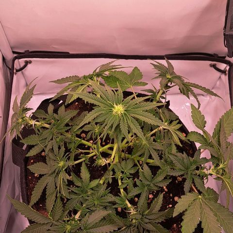 Strawberry Nuggets growlog timeline photo