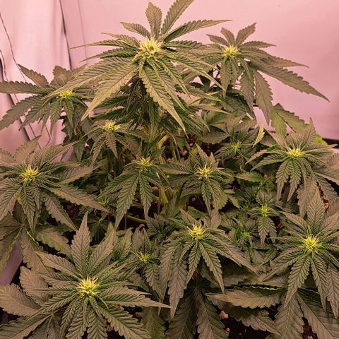 Strawberry Nuggets growlog timeline photo