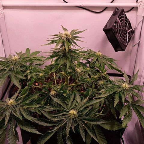 Strawberry Nuggets growlog timeline photo