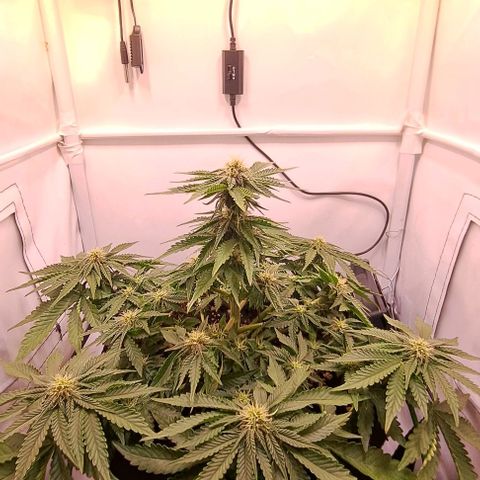 Strawberry Nuggets growlog timeline photo