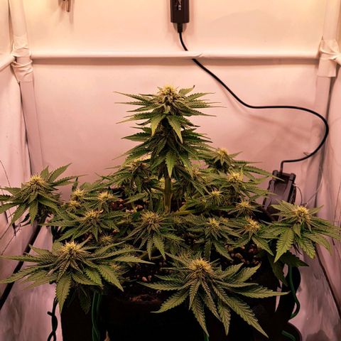 Strawberry Nuggets growlog timeline photo