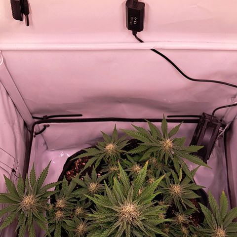 Strawberry Nuggets growlog timeline photo