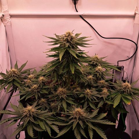 Strawberry Nuggets growlog timeline photo