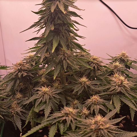Strawberry Nuggets growlog timeline photo