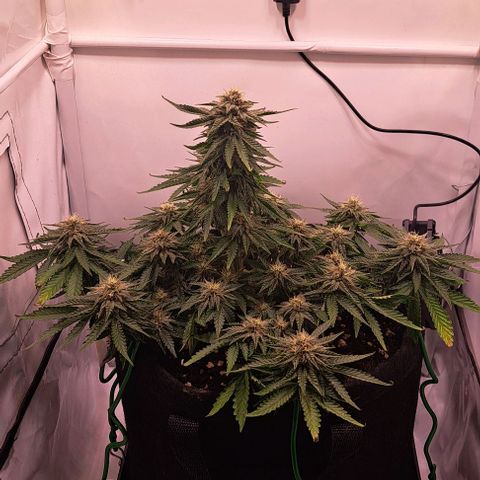 Strawberry Nuggets growlog timeline photo