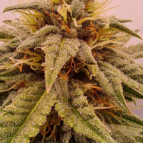 Strawberry Nuggets growlog timeline photo