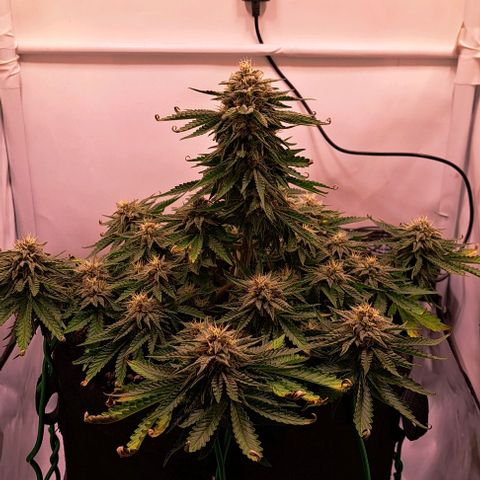 Strawberry Nuggets growlog timeline photo