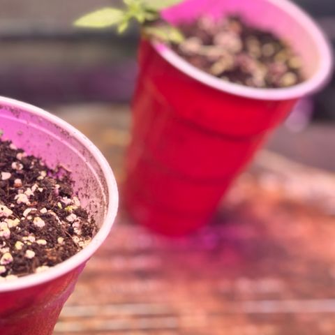 WPF-HTF1-12026 growlog timeline photo