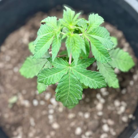 WPF-HTF1-12026 growlog timeline photo